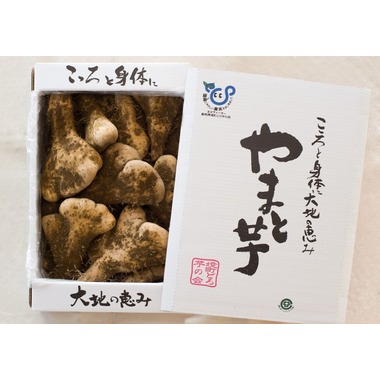 ご贈答用やまと芋（大）